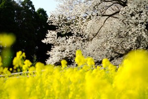 鎮魂で植えられた桜［一心行の大桜・南阿蘇村］