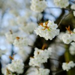 撮影：2017年4月12日［一心行の大桜・南阿蘇村］