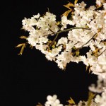 撮影：2017年4月13日《夜桜》［一心行の大桜・南阿蘇村］