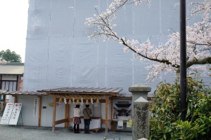 2017年4月12日現在：桜満開［阿蘇神社］