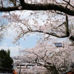 2017年4月12日現在：桜満開［阿蘇神社］