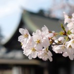 2017年4月12日現在：桜満開［阿蘇神社］