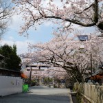 2017年4月12日現在：桜満開［阿蘇神社］