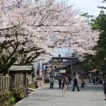 2017年4月12日現在：桜満開［阿蘇神社］