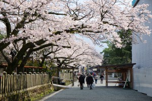 2017年4月12日現在：桜満開［阿蘇神社］