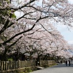 2017年4月12日現在：桜満開［阿蘇神社］