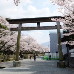 2017年4月12日現在：桜満開［阿蘇神社］