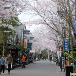 2017年4月12日現在：桜満開［阿蘇神社］