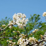 2017年4月28日現在：GW前の状況［阿蘇神社］