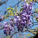 2017年4月28日現在：GW前の状況［阿蘇神社］