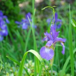 2017年5月28日現在：晴天夏日と花ごよみイベント［阿蘇神社］