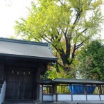 神社境内の紅葉［阿蘇神社］