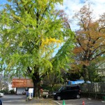 神社境内の紅葉［阿蘇神社］