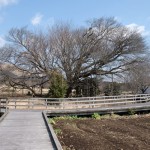 撮影：2018年2月23日［一心行の大桜・南阿蘇村］