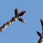 撮影：2018年2月23日［一心行の大桜・南阿蘇村］