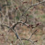 撮影：2018年2月23日［一心行の大桜・南阿蘇村］