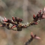 撮影：2018年2月23日［一心行の大桜・南阿蘇村］