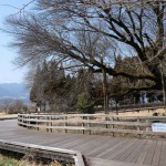 撮影：2018年2月23日［一心行の大桜・南阿蘇村］