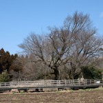 撮影：2018年2月23日［一心行の大桜・南阿蘇村］