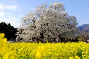 撮影：2017年4月14日［一心行の大桜・南阿蘇村］