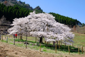 満開見頃の観音桜［南阿蘇村］