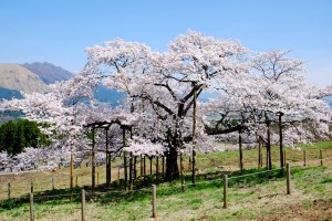 満開見後の桜［観音桜・南阿蘇村］