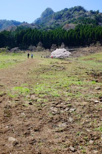 牧草地の斜面を徒歩でアクセス［観音桜・南阿蘇村］