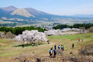 阿蘇山と南郷谷を借景する景観［観音桜・南阿蘇村］