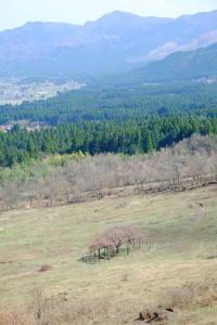 観音桜展望所から牧場・外輪山［観音桜・南阿蘇村］