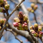 開花状況：2017年4月3日［観音桜・南阿蘇村］