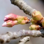 開花状況：2017年4月3日［観音桜・南阿蘇村］