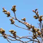 開花状況：2017年4月3日［観音桜・南阿蘇村］