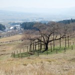 開花状況：2017年4月3日［観音桜・南阿蘇村］