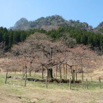 開花状況：2017年4月3日［観音桜・南阿蘇村］