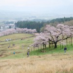 撮影：2017年4月9日［観音桜・南阿蘇村］