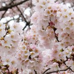 撮影：2017年4月9日［観音桜・南阿蘇村］