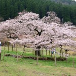 撮影：2017年4月9日［観音桜・南阿蘇村］