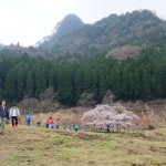 撮影：2017年4月9日［観音桜・南阿蘇村］