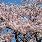 撮影：2017年4月13日［観音桜・南阿蘇村］