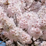 撮影：2017年4月13日［観音桜・南阿蘇村］