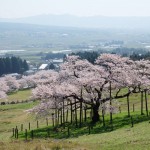 撮影：2017年4月13日［観音桜・南阿蘇村］