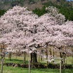 撮影：2017年4月13日［観音桜・南阿蘇村］