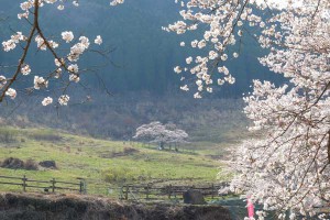 撮影：2018年3月29日［観音桜・南阿蘇村］