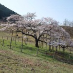 撮影：2018年3月29日［観音桜・南阿蘇村］