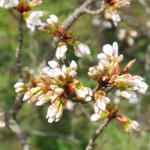 撮影：2018年3月29日［一心行の大桜・南阿蘇村］