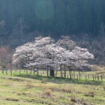 撮影：2018年3月29日［観音桜・南阿蘇村］