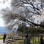 撮影：2018年3月29日［一心行の大桜・南阿蘇村］