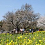 撮影：2018年3月29日［一心行の大桜・南阿蘇村］