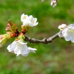 撮影：2018年3月29日［一心行の大桜・南阿蘇村］