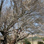 撮影：2018年3月29日［一心行の大桜・南阿蘇村］